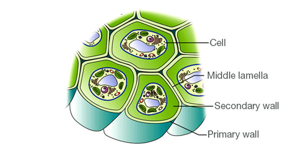 Cell-wall.jpg