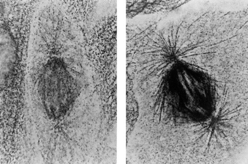 Nanoprobes纳米金颗粒2