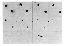 Nanoprobes纳米金颗粒3