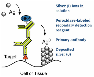 Nanoprobes EnzMe