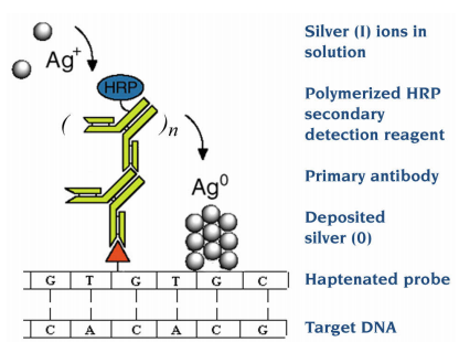 Nanoprobes EnzMe