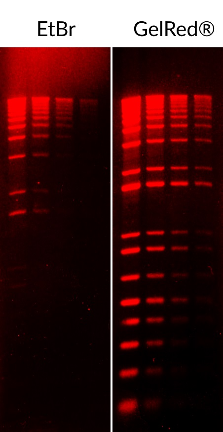 GelRed? & GelGreen?染色性能要优于EtBr, SYBR? Safe等传统凝胶染料