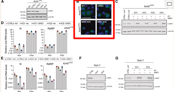 dsRNA-2.png