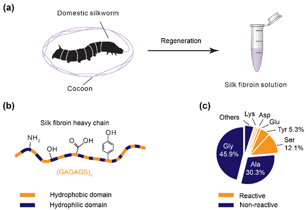 Silk Fibroin.png