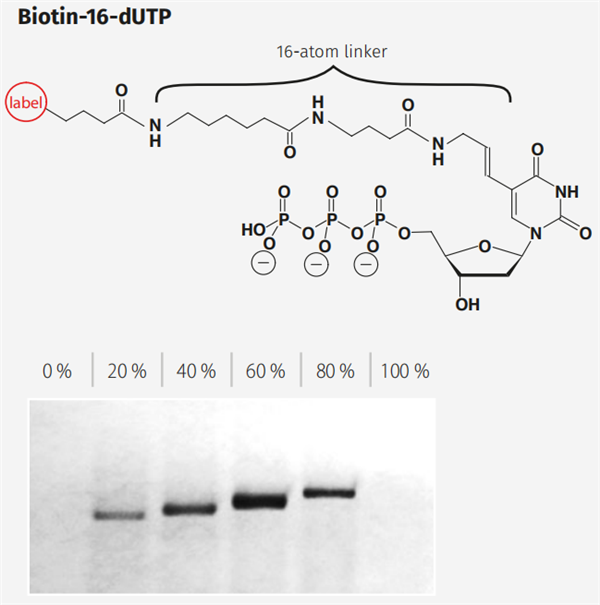 Biotin-16-dUTP.png